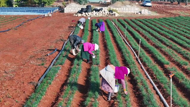 Syrians pick saffron flowers in hope of growing their incomes