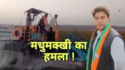 केंद्रीय मंत्री ज्योतिरादित्य सिंधिया पर मधुमक्खियों का हमला: शिवपुरी में 12 से ज्यादा लोग घायल