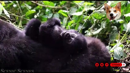 Baby Animals 4K - Amazing World Of Young Animals#BabyAnimals #YoungAnimals #4KVideo #AmazingWorld