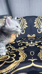 Amazing 5 week old Black Silver Maine Coon Kitten