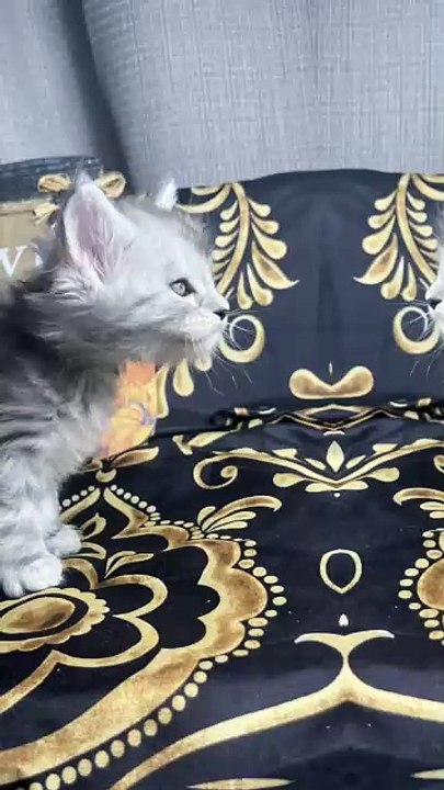 Amazing 5 week old Black Silver Maine Coon Kitten