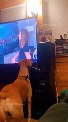 Funny animal videos 😹🤣 #funnyanimals #pet #cat #dog #cute #animals