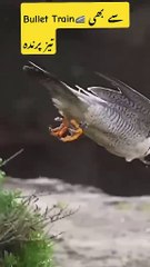 World’s fastest bird peregrine falcon