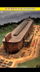 Why Did Allah Create The Cat_