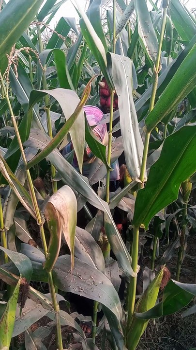 Remix START to FINISH Alone BUILD LOG Cabin (Wooden House How To Build Wooden #ytshort #shortsvideo