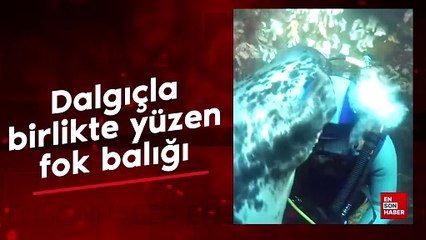 Dalgıçla birlikte yüzen fok balığı