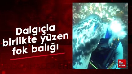 Dalgıçla birlikte yüzen fok balığı