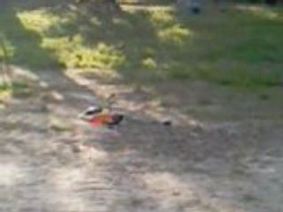 Salon modelismes mandelieu 04_08(benji la 2eme!!!bravo!!!)