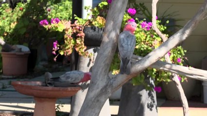 A sigh of relief for W.A town after bushfire threat has been downgraded