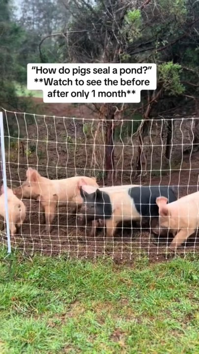 Pig Story