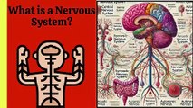 Types of Nervous System Explained | Central, Peripheral, Autonomic | Novice Medic