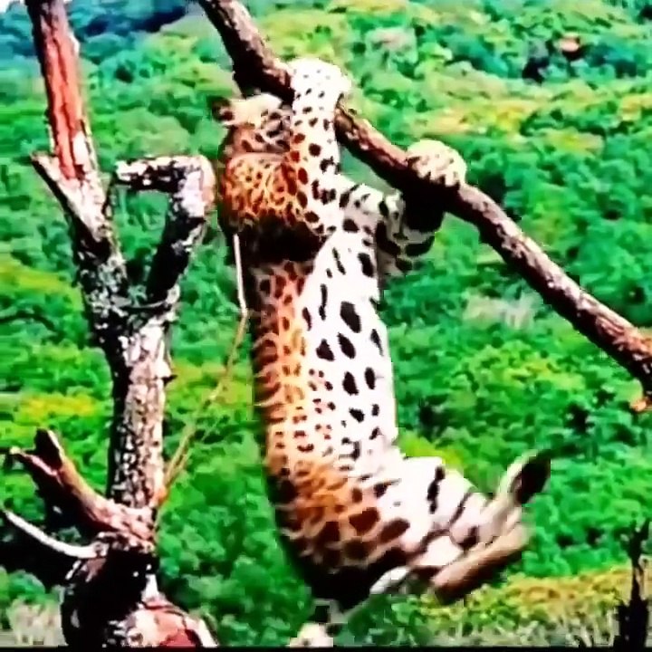Amazing Animals attacking Moments captured on Camera  hot trend 2024