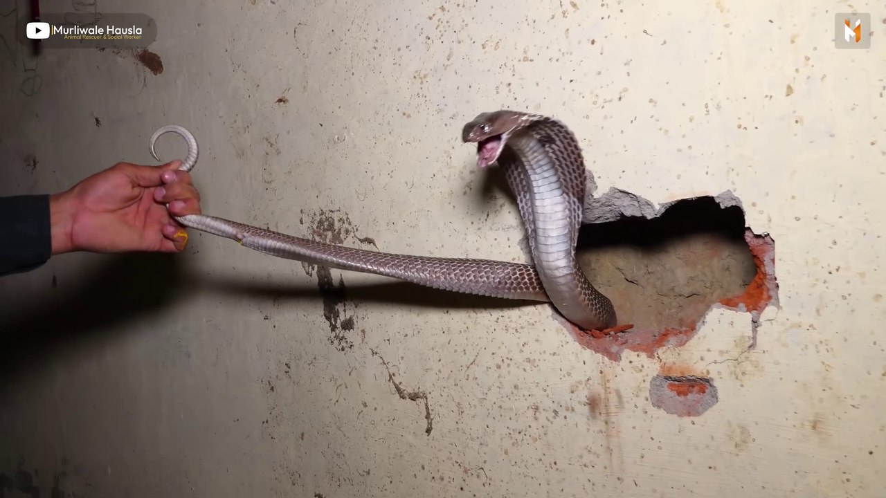 The children who were studying at home saw the snake fighting with each other, then what happened? 🤔😱Dangerous Snake #snake