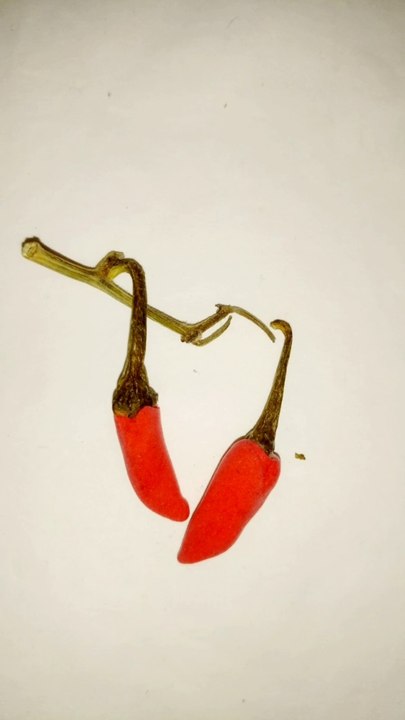 Clay making Red chilli