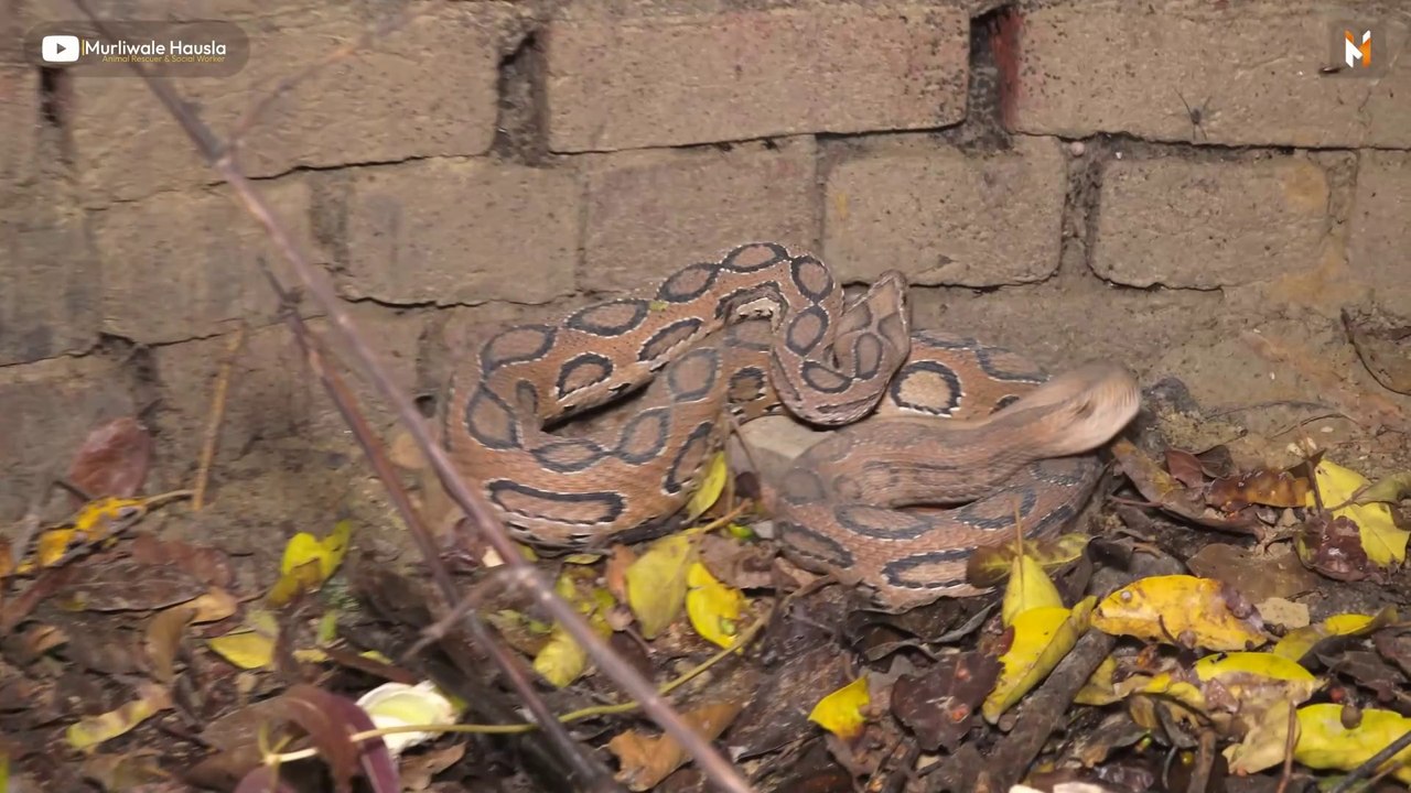 Asia's most dangerous snake was rescued from a well in Ayodhya district! Russell Viper Snake Rescues