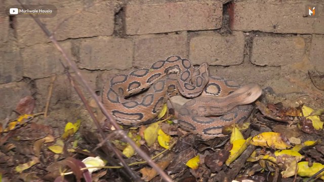 Asia's most dangerous snake was rescued from a well in Ayodhya district! Russell Viper Snake Rescues