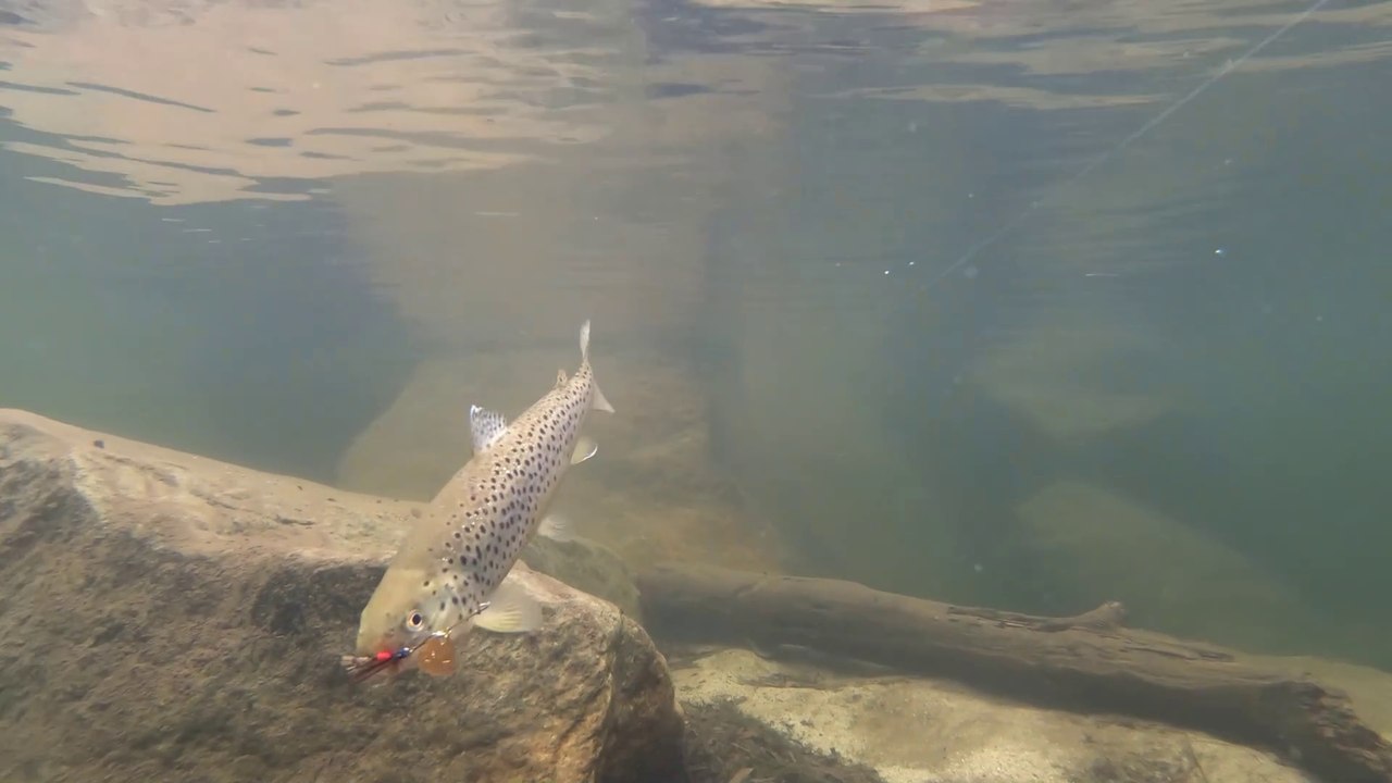 Fishing Mountain Stream for Rainbow and Brown Trout. Catch and Cook.!!