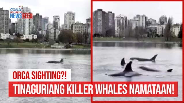 ORCA SIGHTING?! Tinaguriang killer whales namataan! | GMA Integrated Newsfeed
