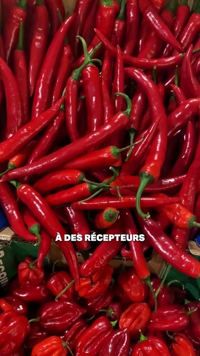 Pourquoi le Piment pique ?
