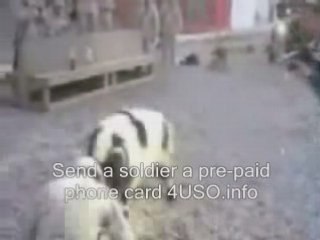 Goat vs american soldier fighting back headbutt Funny Video