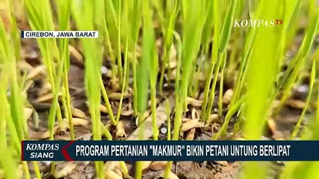 Petani Cirebon Sukses Kembangkan Pertanian Melalui Program Makmur