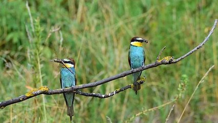 Birds with Insects  | Animal  | #Devgadani