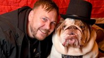 Nelson the Bulldog becomes celebrity for uncanny resemblance - to Winston Churchill