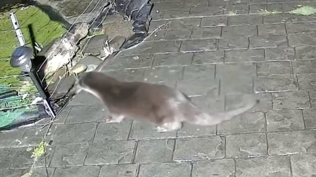 Locals in UK town that were 'terrorised by fish-eating otters' say they've returned