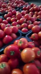 شاهد أسعار الخضر في سوق الجملة  واد سوف 2024/12/01