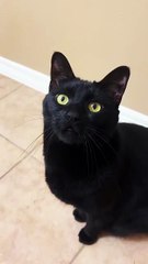 Black cat meowing