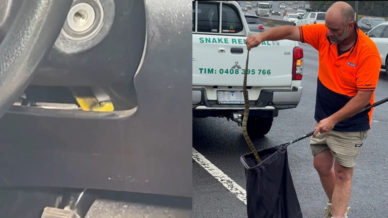 Una conductora encuentra a una de las serpientes más venenosas del mundo subiendo por su pierna