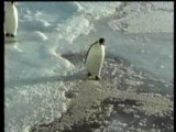 Pingouin-humour