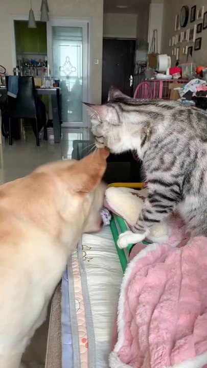 That's awesome! Writing short stories about cat fights sounds like a fun way to explore drama, rivalry, and action. If you're open to it, I'd love to hear more about them! What are the stories about? Are they more dramatic, action-packed, or maybe filled