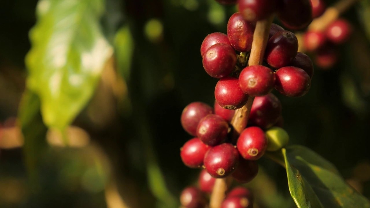 Negócio Rural - Temporada 01 - Episódio 26 - Cafeicultura Sustentável (01/12/2024)