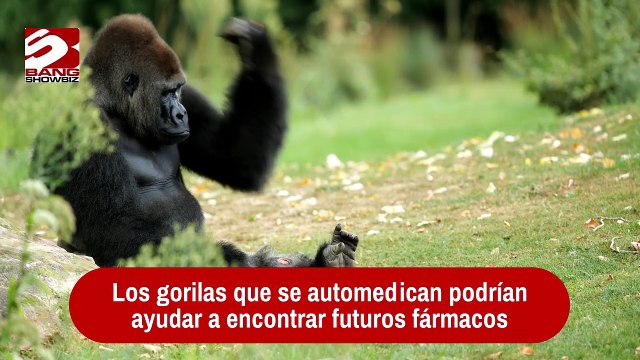 Los gorilas que se automedican podrían ayudar a encontrar futuros fármacos
