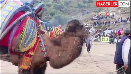 Koçarlı'da 10. Deve Güreşi Festivali Coşkuyla Gerçekleşti