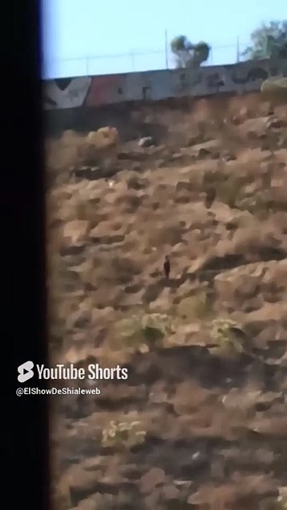 🛸 El Cerro de Los Misterios ¡Entidades Extrañas y Perros Guardianes! 🌌👽 #shorts #alien #ufo #uap