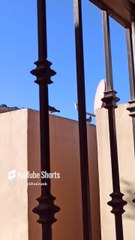 👽 El Cerro De Los Misterios_ ¡Entidades Humanoides Aparecen! 🛸🐕 Vigilancia OVNI en Tijuana #shorts
