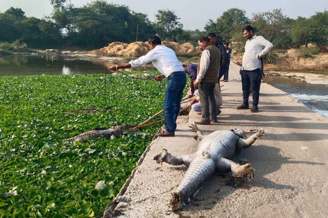 कोटा के खेड़ली पांड्या गांव में चंद्रलोई नदी में दो मगरमच्छ की मौत