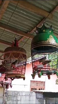FENOMENA MENARIK BURUNG PERKUTUT SEBAGAI SIMBOL HARMONI DAN KEDAMAIAN