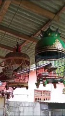 FENOMENA MENARIK BURUNG PERKUTUT SEBAGAI SIMBOL HARMONI DAN KEDAMAIAN