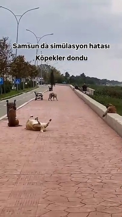 “İlk hareket eden kedidir” şakası yapmış olabilirler 😅