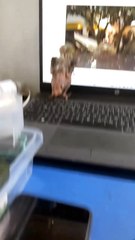 Hayvancağız Güllü dinlemekten harap olmuş 🥲