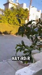 Sürekli çiftleşen köpeğine tatlı sert isyan eden adam ve mahçup olan köpeği 🥲