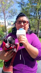 Conoce todo sobre el desfile de perritos navideños para el 7 de diciembre