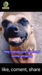 Funny Dogs Laughing Out Loud 😂 | Must-See Hilarious Moments