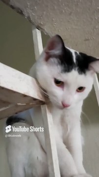 el gato pernanca jugando por toda la casa, #shorts #animales #mascotas #amigo #peludo #michi