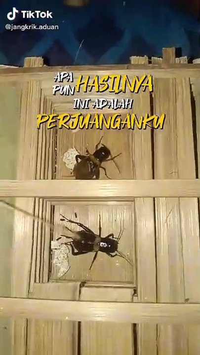 jangkrikaduan