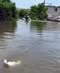 Cat rescued from flooding in Kherson (video)