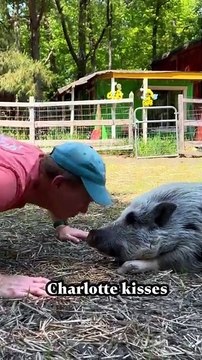 Man is kissing pet pigs and giving them some attention!